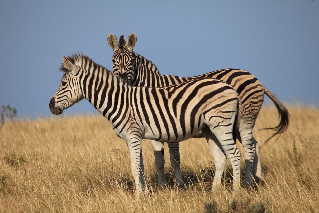 Botlierskop Bush Villas Sandhoogte Exterior foto